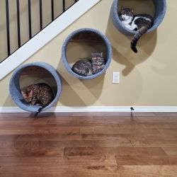 Cat Nap Beds