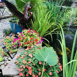 Pond Plants And Supplies