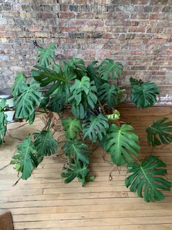 Large monstera with huge roots