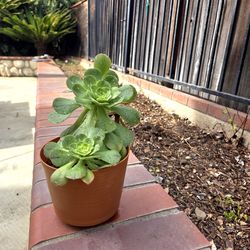 Aeonium Plant