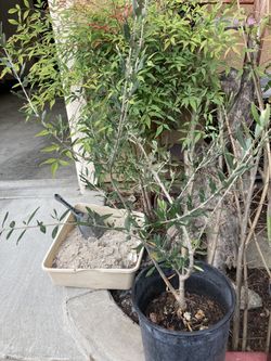 Fully Grown Healthy Olive Plant 