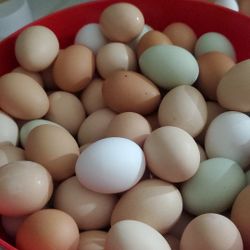 Organic Eggs 