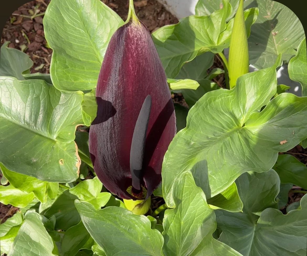 Black Dragon Lilly