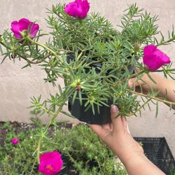Portulacas 