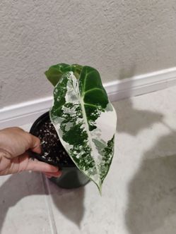 Alocasia Frydek Variegated/albo