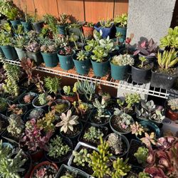 Succulents