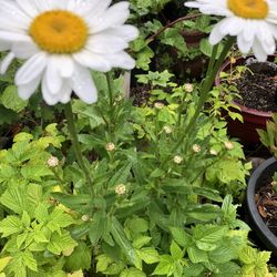 Daisy Plants