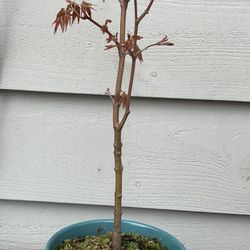 Bonsai Japan Maple
