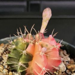 RARE KOREAN MULTI COLOR CACTI WITH BLOOM  SALE ON SUNDAY