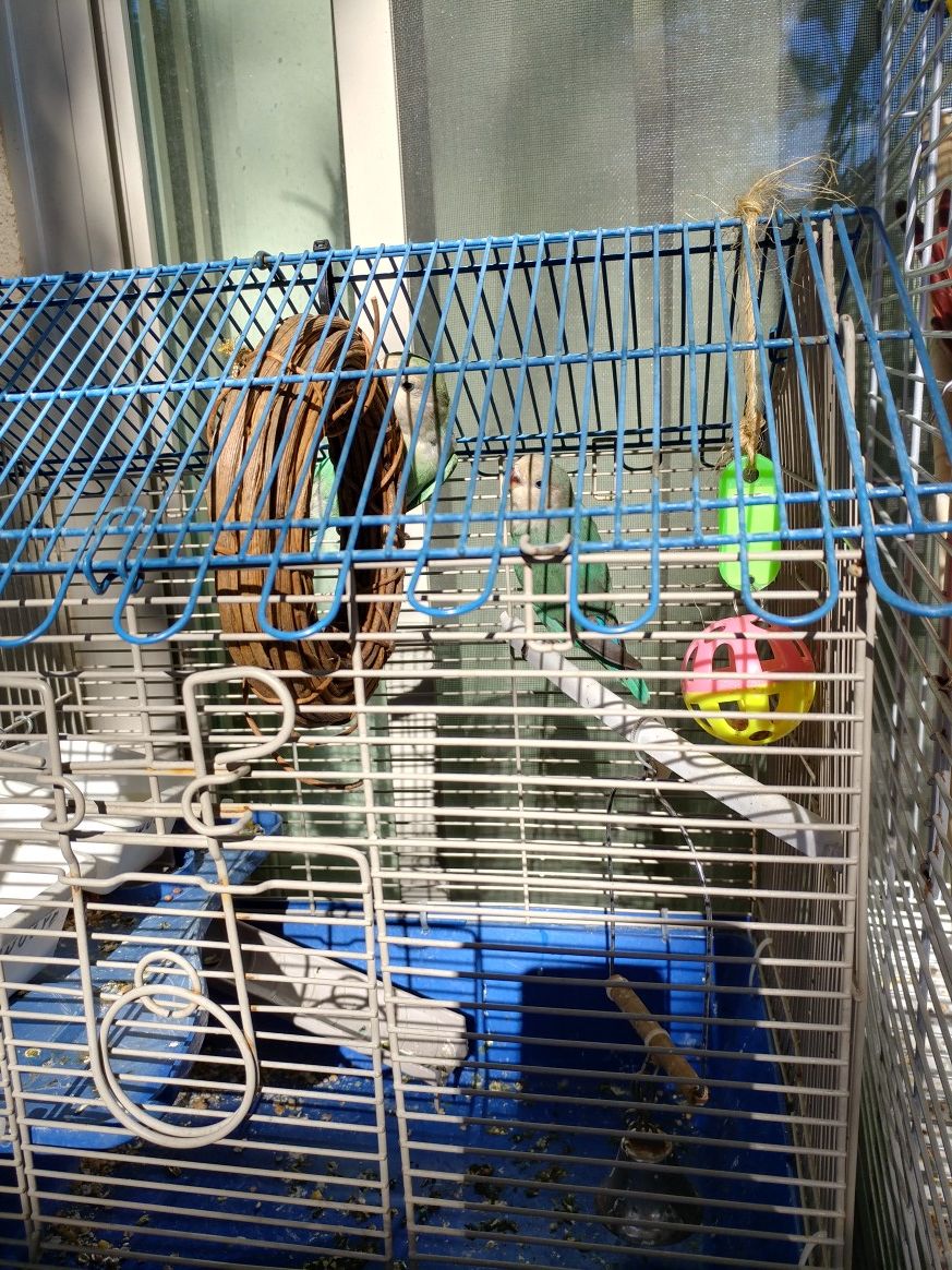 Baby s lovebirds