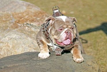 DELUXE HARNESS FOR DOGS