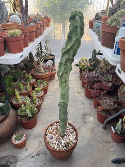 Totem cactus