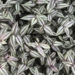 Beautiful Wandering Jew Plants