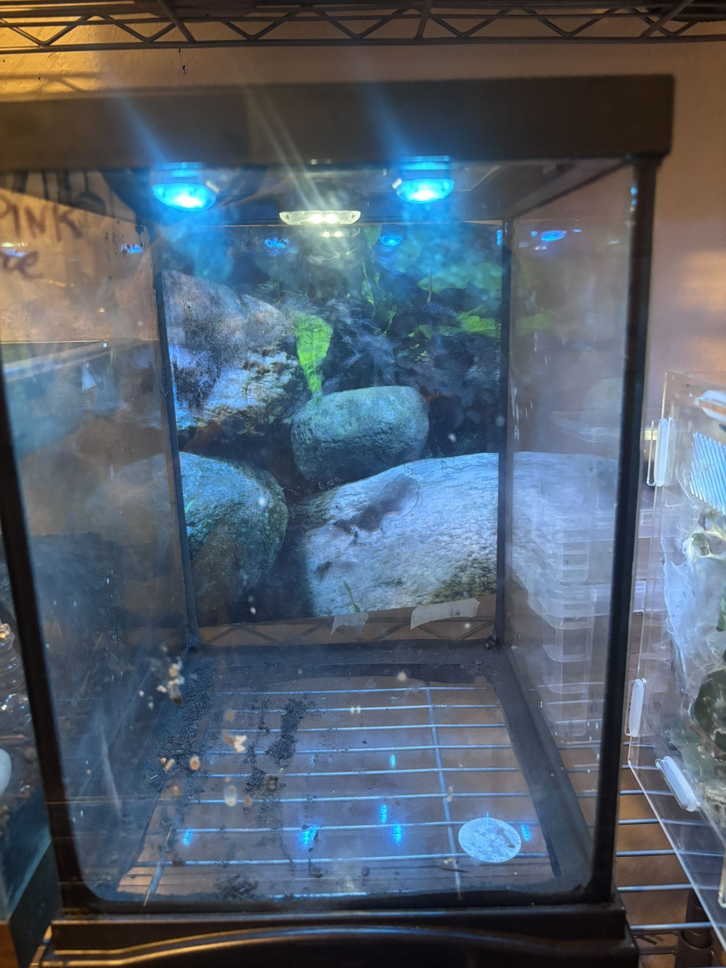 terrarium