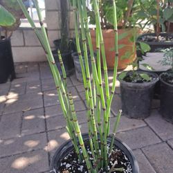 Plantas