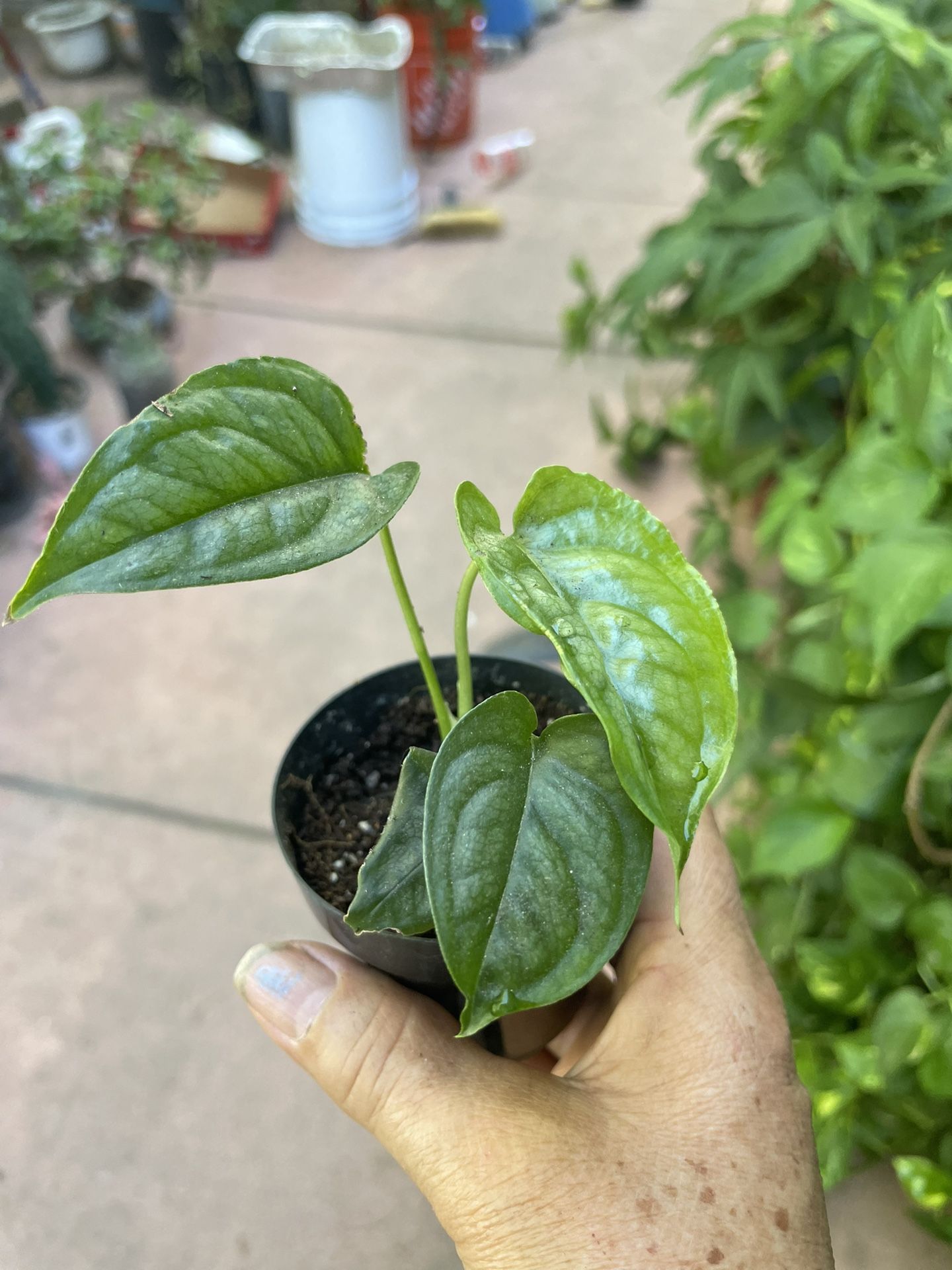 Monstera siltepecana