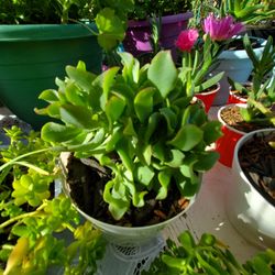 Succulents 
