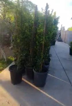 Ficus