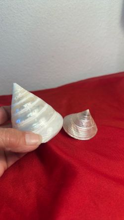 2  Natural  shells / beautiful pearl  Trochus