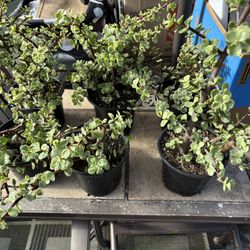 Succulent Plants.  5” Pots.   7.00 Each OBO