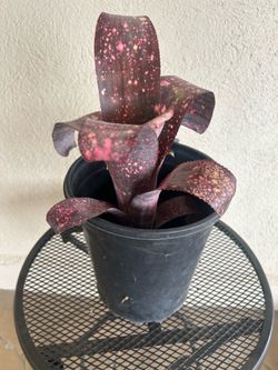 Bromeliad Billbergia