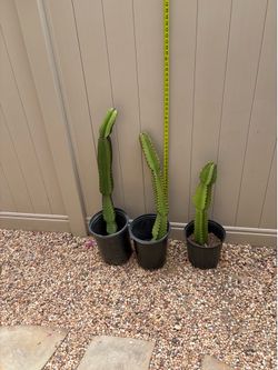 Cactus euphorbia 36” high, $20 each