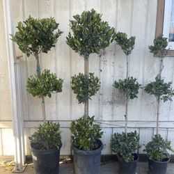 Three Tier Wax Leaf Privet Topiary Plant 