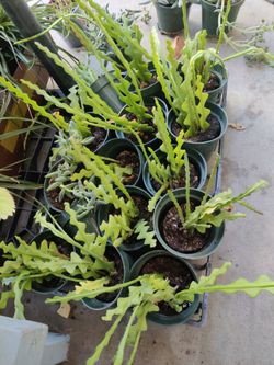 Misfit plants $5 cactus and succulents