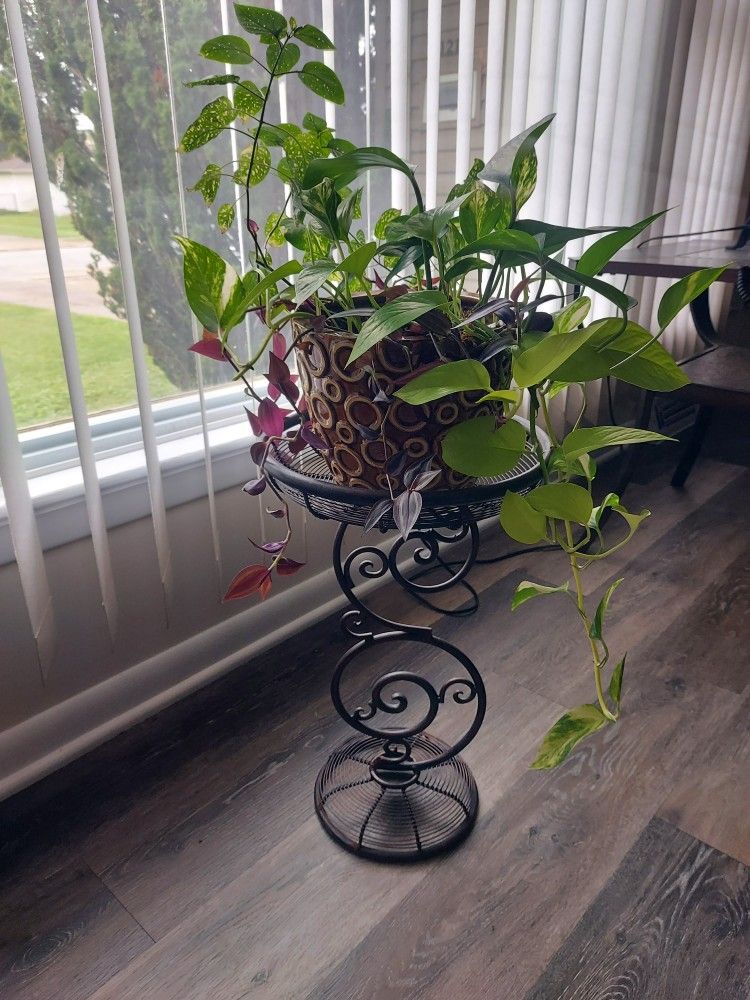 House Ppants With Pot And Stand