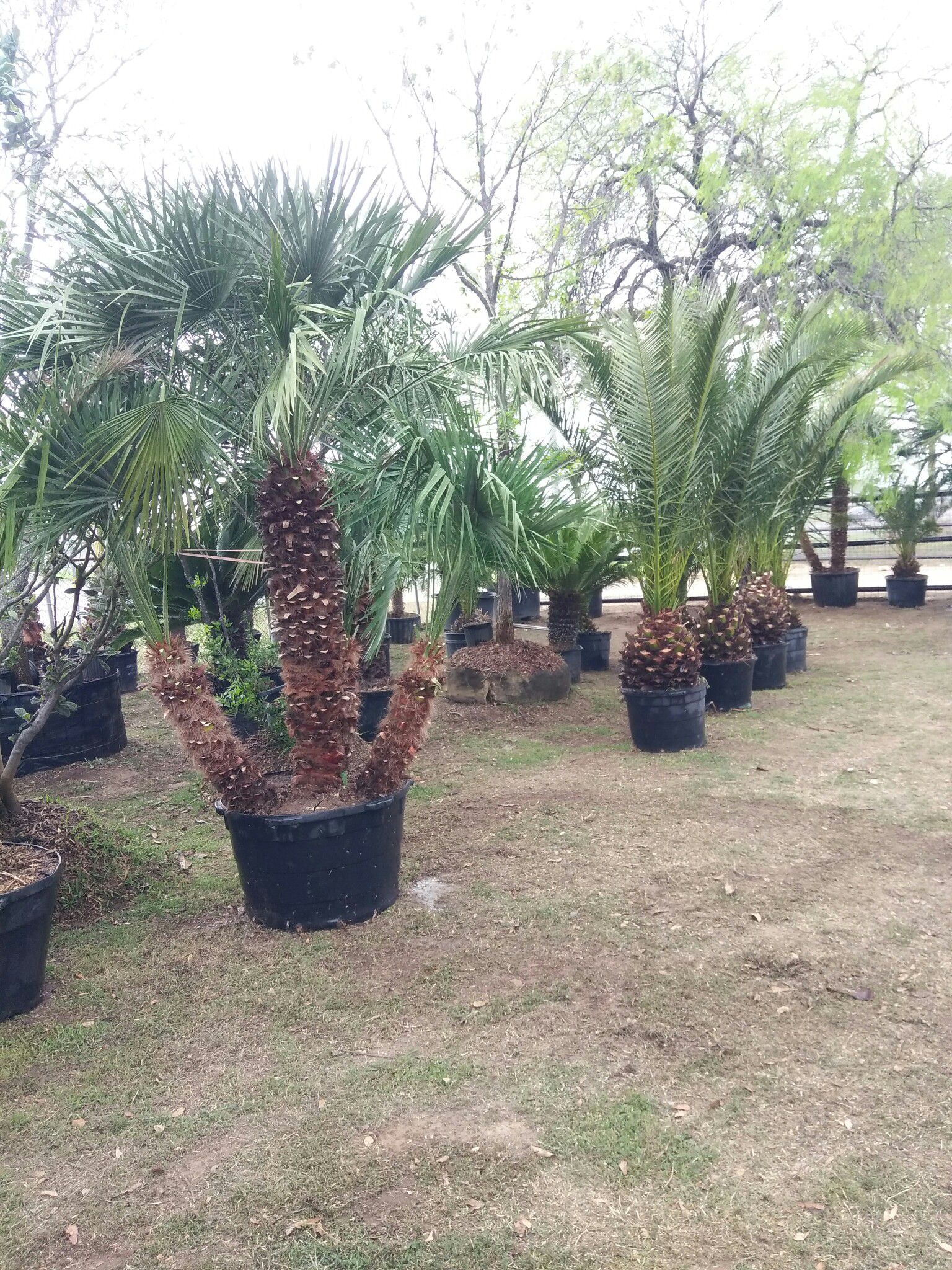 Palms trees