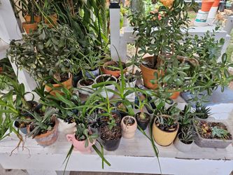 Sale Some Kind Of Plants 🪴