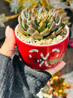 Korean Echeveria Succulent in Christmas Candy Cane Pot