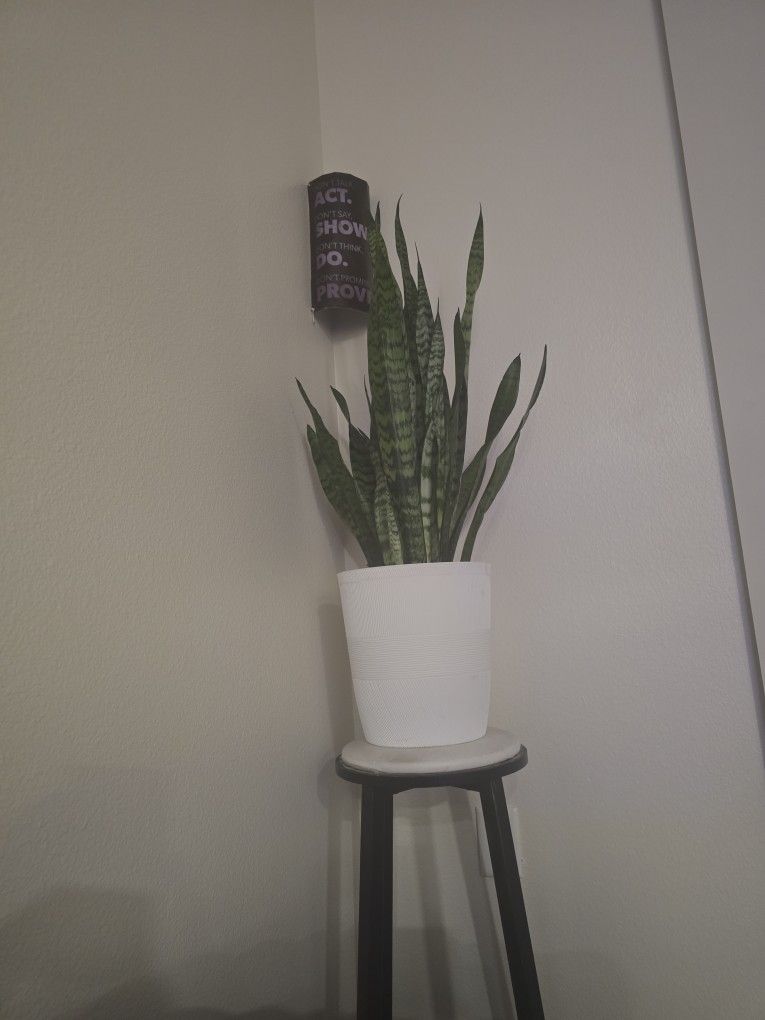 Snake Plant