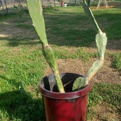 🌵Statement Cochineal Nopal Cactus – Tough, Beautiful & Low Care