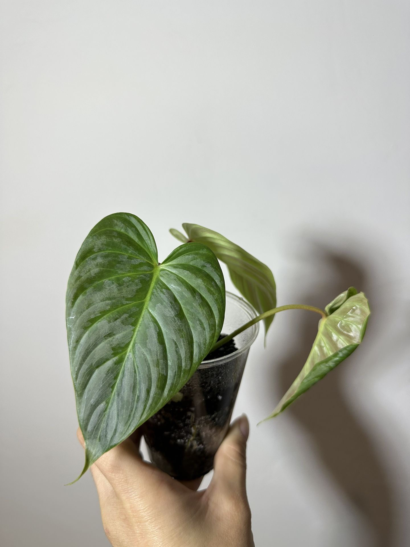 Philodendron Majestic - Uncommon Plant - Rare Plant