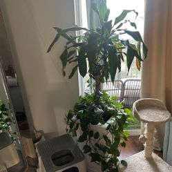 Plant For Living Room