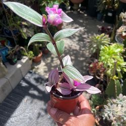Trasdescantia House plant