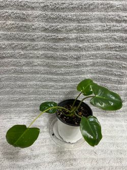 Indoor Live Plant