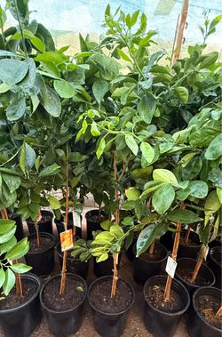 Navel Orange 🍊 Trees 4F $55 Each Price Firm