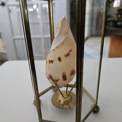 Small Hexagonal Display With Small Conch Shell