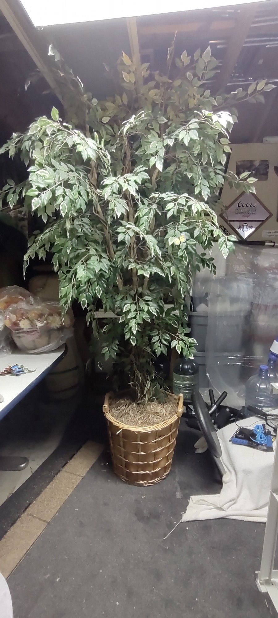 6 Ft Ficus Tree