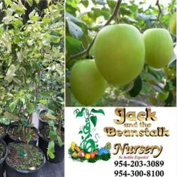 Jujube Thai  Grafted Trees  3gal Apple Trees