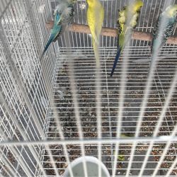 Periquitos De Venta  De Diferentes Colores Unos Son Elicopteros 