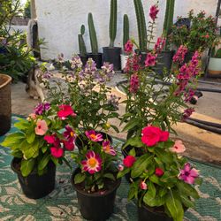 All 5 plants in picture $5 each