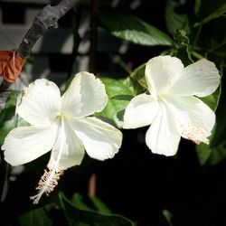 Hibiscus ‘LaFrance – Dainty White’ –  ≈2 ft tall