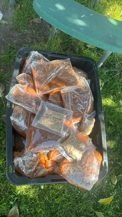Free Beans and Carnitas Bloomington