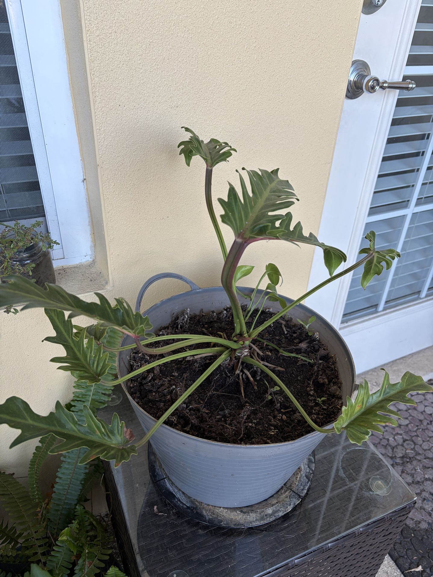 Plant