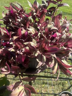 Three Indoor Plants Ready To Go, No The The Rack 