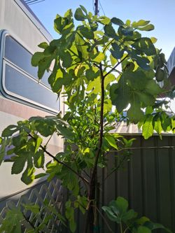 Fig and orange tree
