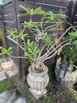 Desert Rose